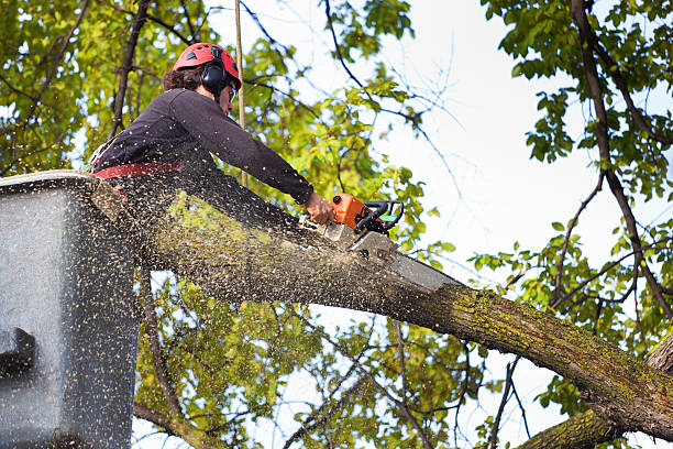 Best Stump Grinding and Removal  in Jonesboro, AR